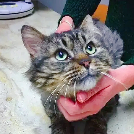  12岁的狸花猫被免除“安乐死”，它一个举动温暖了主人的心 