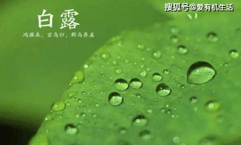 白露是什么意思，白露节气的特点和风俗