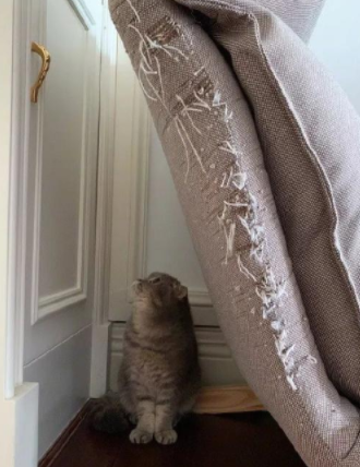 铲屎官:朋友,三思!_沙发_汪星人_小伙伴