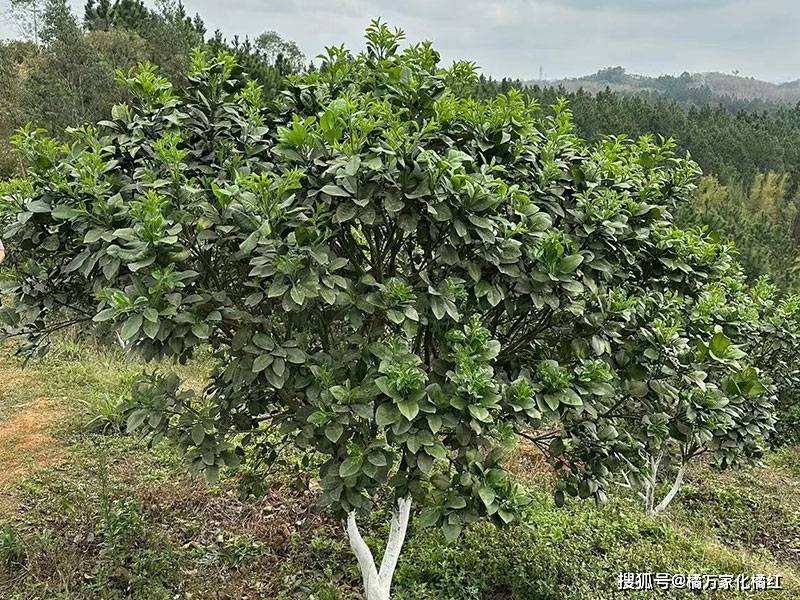 化橘红种植户:化州橘红树水浸怎么办,化橘红种植技术