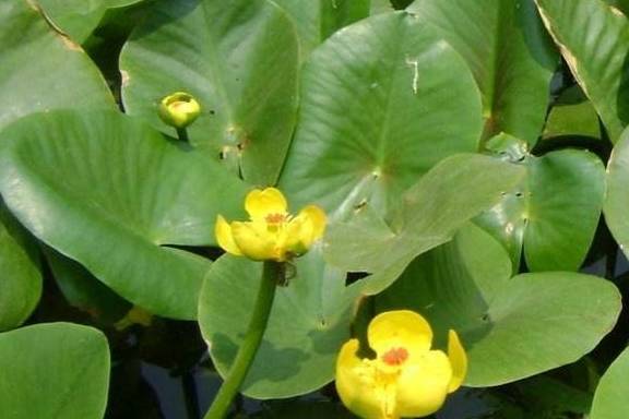 观花观草两不误,萍蓬草养在家里好处多,邻居直喊真羡慕!