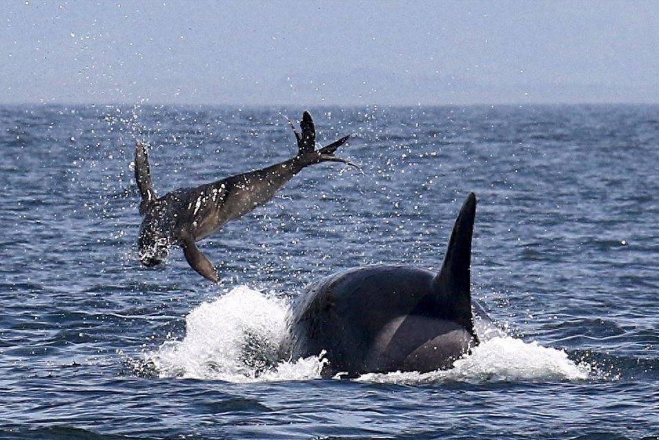 1只海豹vs10头虎鲸,命运如何决定?_猎物_海洋_策略