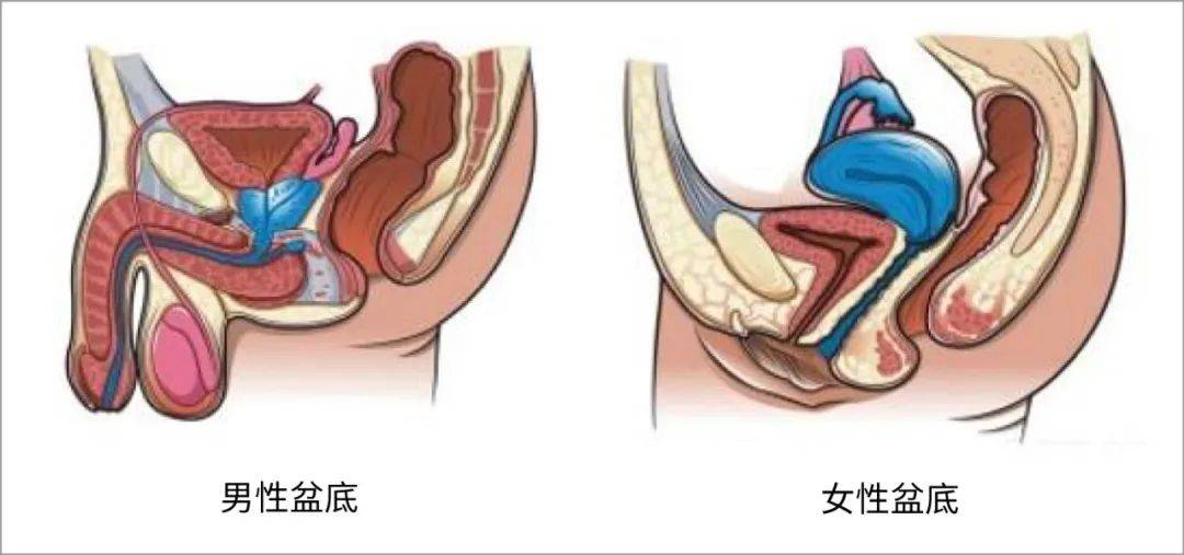 国高医疗,关注男性盆底健康_疾病_功能_盆腔