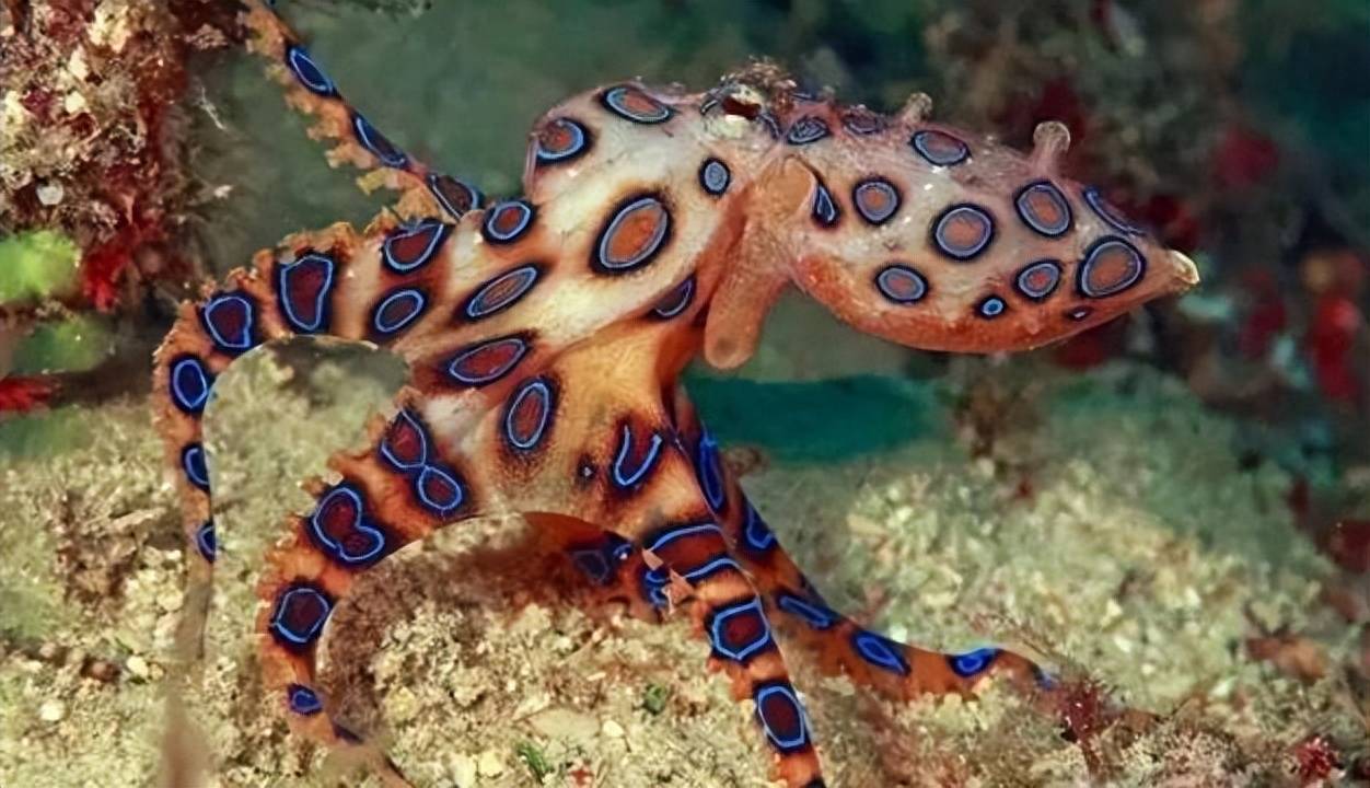 十大最毒章鱼最大图片