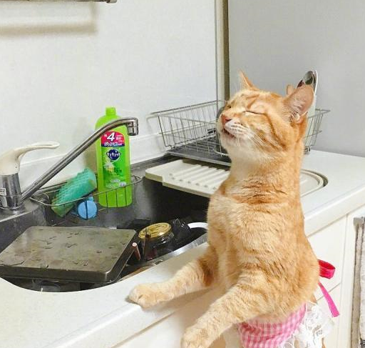 橘猫为了这个家操碎了心，能养只这样的猫，铲屎官太幸福了 