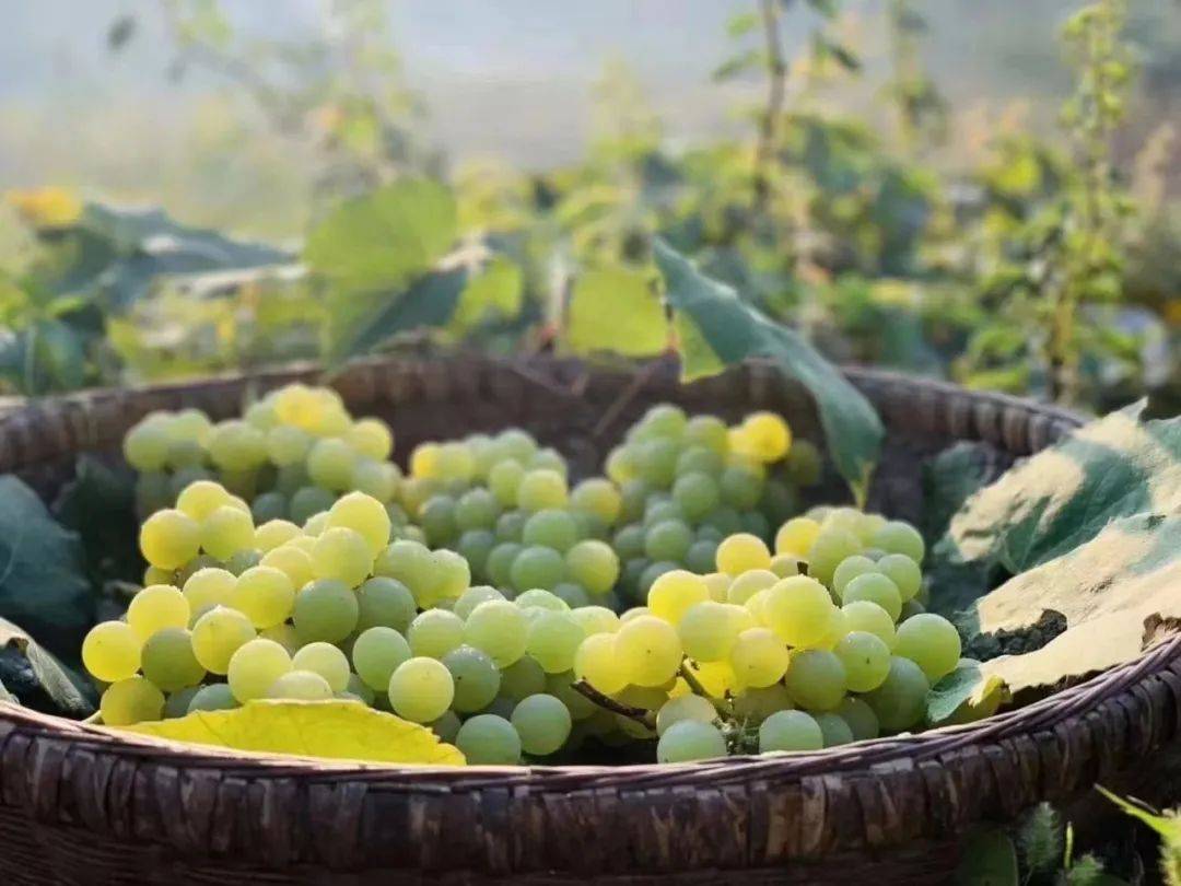 【乡村振兴】消费帮扶同行,商会助力家乡产业发展-建始关口葡萄热销中