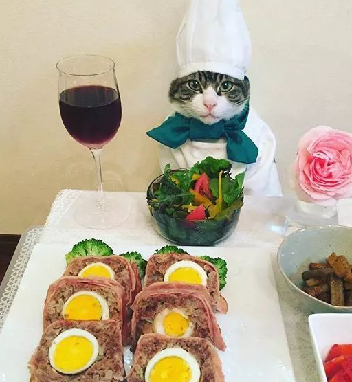 日本博主家的猫咪大厨走红，网友：一人一猫，一日三餐，羡慕了！