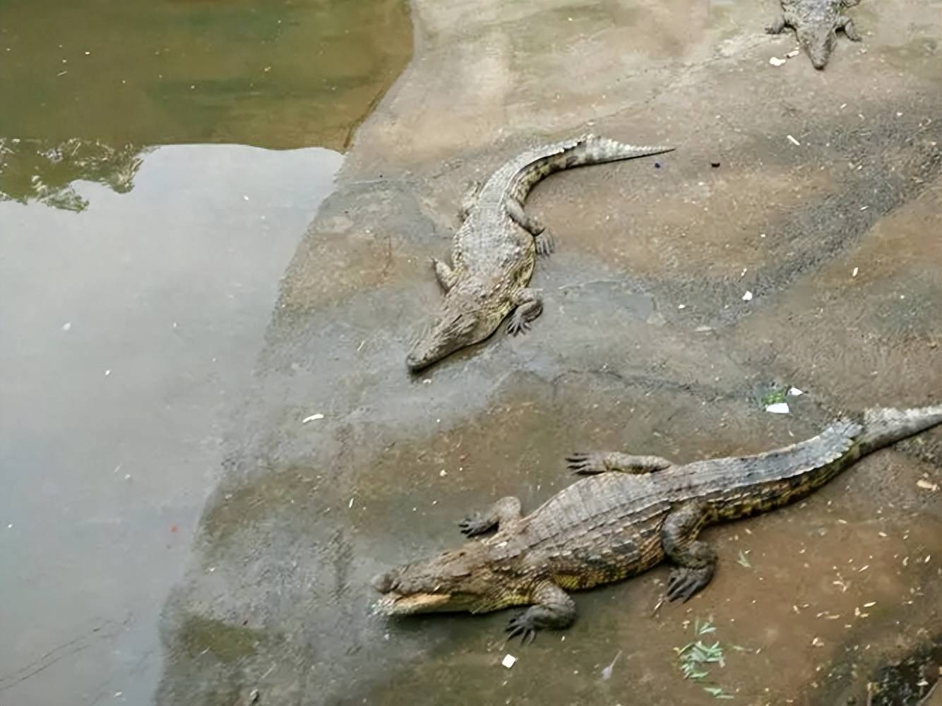 鳄鱼为什么喜欢晒太阳?难道只是为了提高体温?_寄生虫_温度_体表