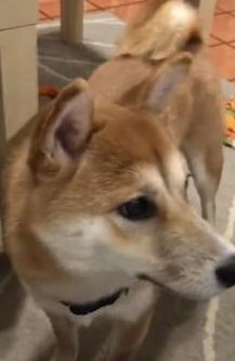 柴犬姐姐给土狗弟弟舔毛，不小心把舌头伸进嘴巴里 