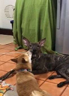 柴犬姐姐给土狗弟弟舔毛，不小心把舌头伸进嘴巴里 