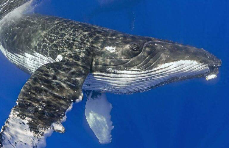 温文尔雅的座头鲸为何追着虎鲸锤?_蓝鲸_成年_海洋