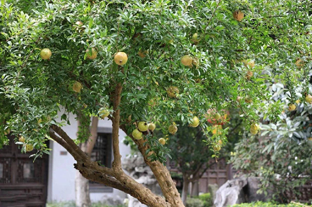 家有院子,就养棵石榴树,寓意多子多福