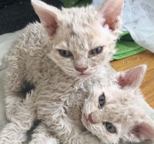 雨中捡到流浪猫，没想到却是一个“稀有品种”