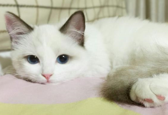 猫咪听觉敏锐,家里放音乐猫咪会感觉如何?专家:别放这种就行! 猫咪听觉敏锐,家里放音乐猫咪会感觉如何?专家:别放这种就行!
