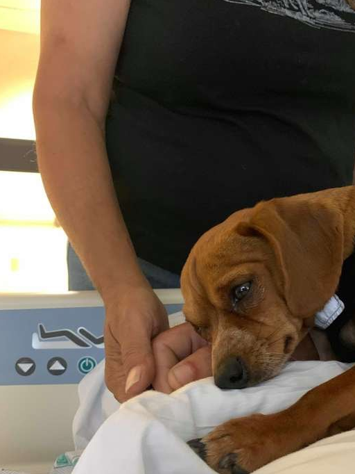 忠犬死守病床上的主人,医生查房时病人不动了 忠犬死守病床上的主人,医生查房时病人不动了