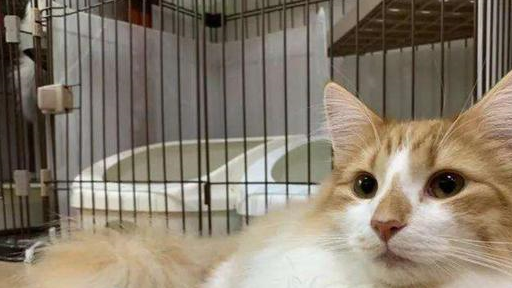 先从哪个部位换毛?看了你就知道_胎毛_时候_时期