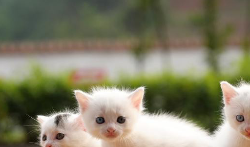 自从养猫之后这日子没法过了,每天被萌醒…… 自从养猫之后这日子没法过了,每天被萌醒……