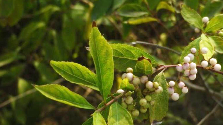 农村一怪树,人称"鸡米树",果似紫色珍珠,全身都是治病良药_朋友_野果