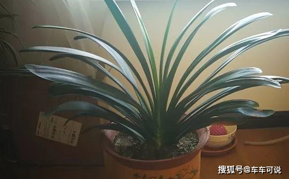 三伏后还有秋老虎,6种花不能乱晒,小心黄叶全死翘!_叶子_植株_要诀