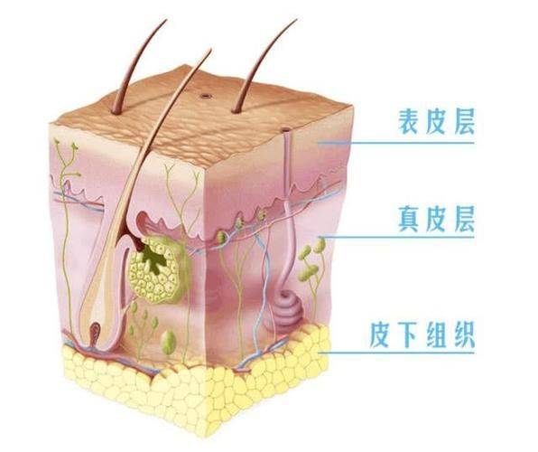 胶原纤维和弹力纤维受损,断裂,导致真皮层网状结构疏松,皮肤逐渐变得