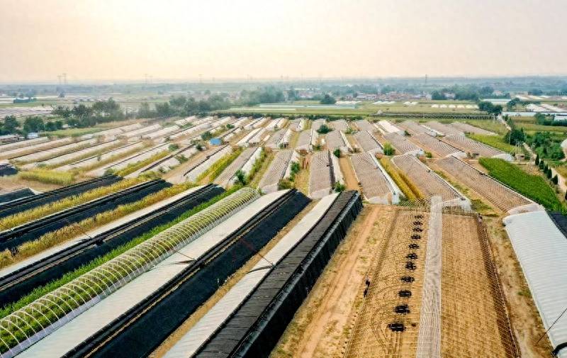 乡见画卷 | 夏县:万亩蔬菜基地 助力乡村振兴_大棚_生产_南大里乡