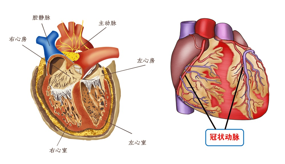 心包脏层和壁层分布图图片