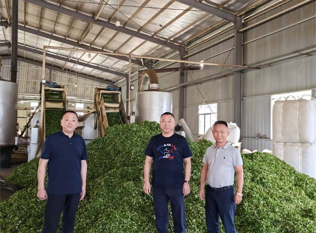 近日,理想华莱董事长陈社强率队赴常德市桃源县等地,对当地的茶叶原料