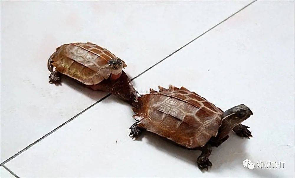 地龟:世界上最多名字的龟种,为何濒临灭绝?