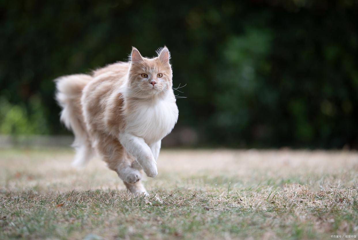 猫咪驱虫要注意哪些?