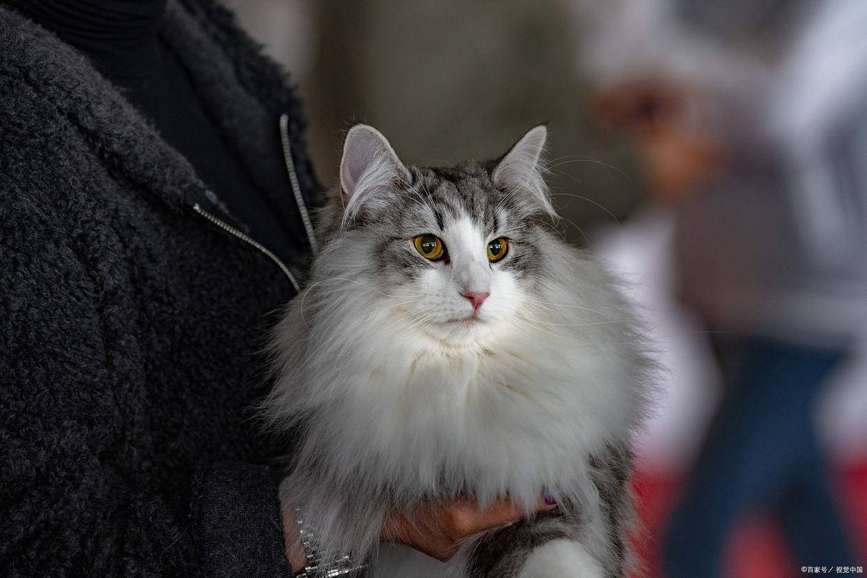 挪威森林猫有点像缅因猫和布偶猫的结合体,因为生长环境十分恶劣,它有