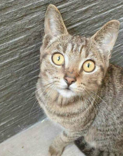 狸花猫国外受热捧，但养得起的外国人并不多 