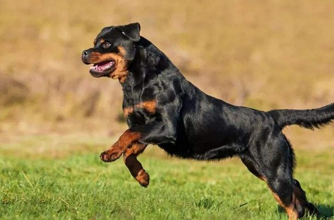 哪种狗战斗力强,哪种狗脾气暴躁,看完你就明白了_非常强_训练_是一种