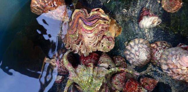 看船底的东西就知道,让人"不寒而栗"_生物_贝类_钢材