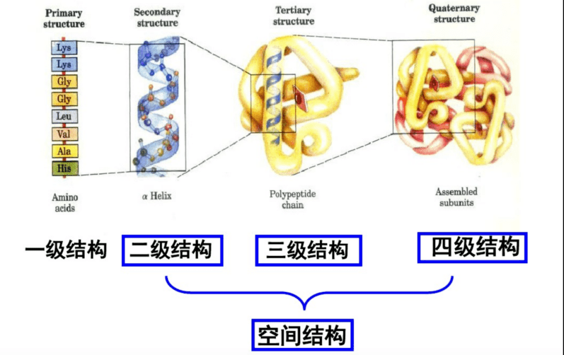 氨基酸空间结构图图片