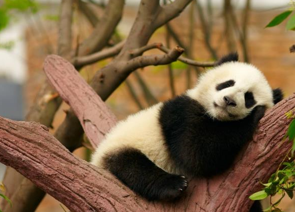 大熊猫爬树表演,树下游客惊叫连连,直言:灵活的小胖子_团子_小树_树枝