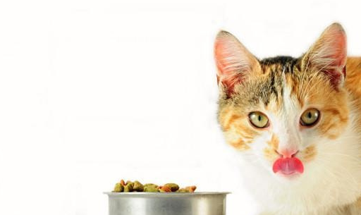 如何选择自然猫粮？