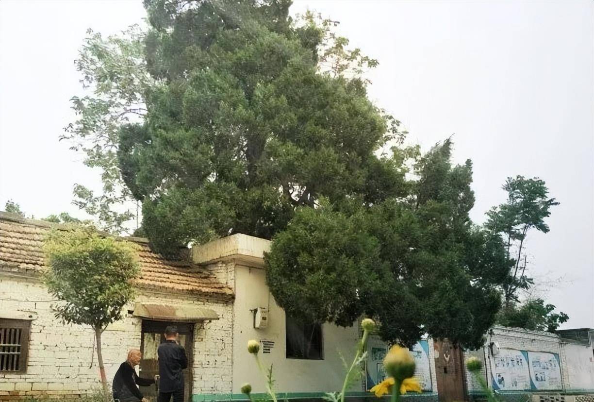 古柏千年荫后人_柏树_国树_吴家眼