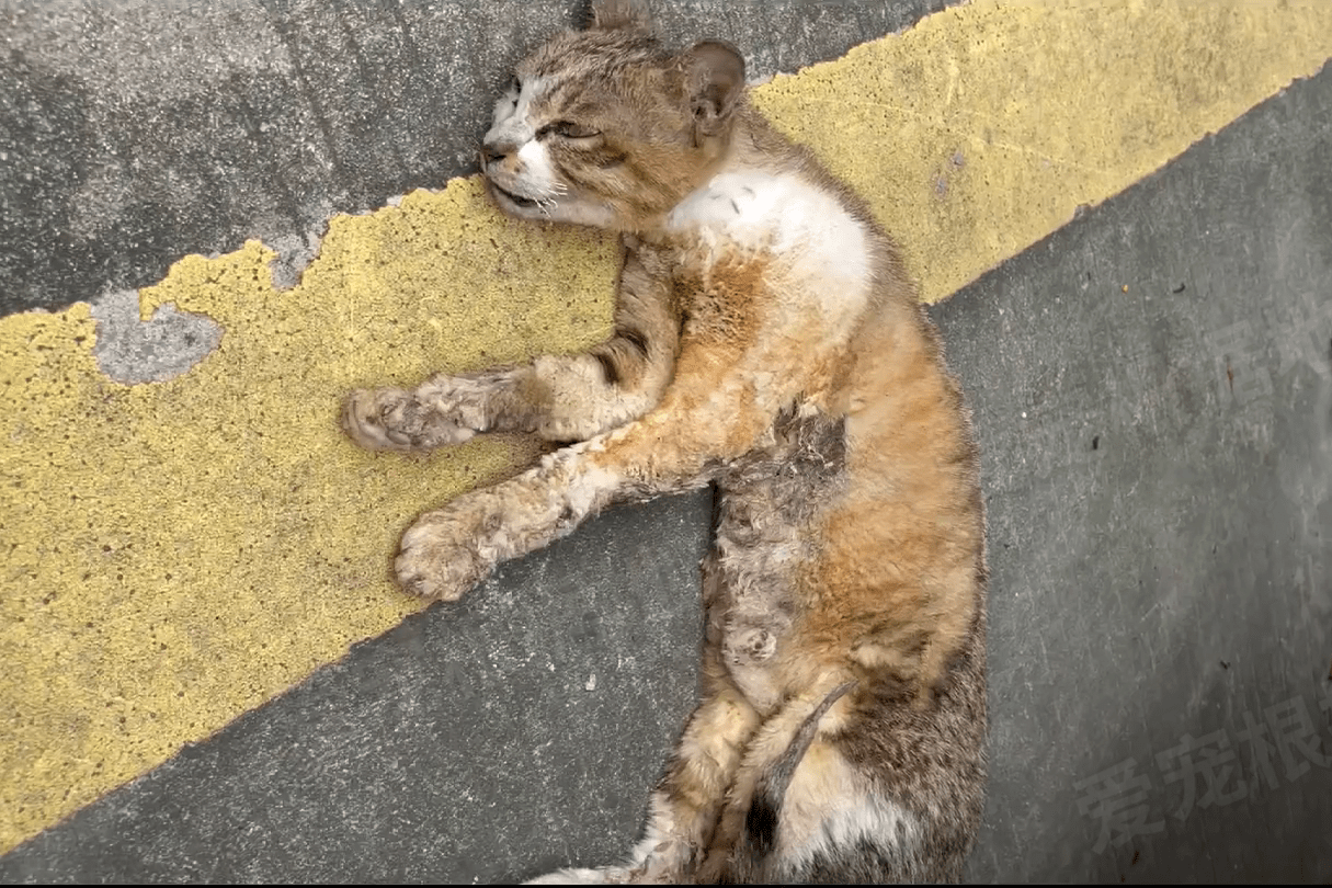 身体烧伤的流浪猫,倒在车底奄奄一息,带回家后"胖若两猫"_姐姐_毛孩子