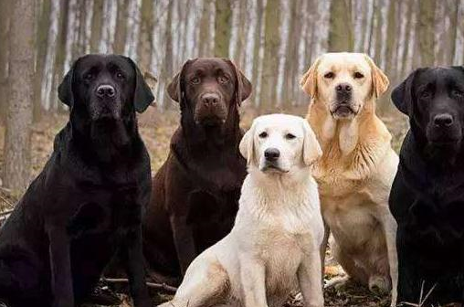 为什么拉布拉多犬最好养黑色的？这5个好处，其他颜色不一定有！