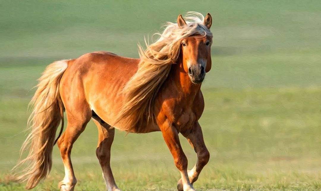 一匹烈马让军人吃尽了苦头,危急时刻却如有神助,救了他一命_竹溪
