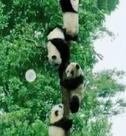 一群熊猫团子在爬树,网友:今年种下一只团子,来年长出一串熊猫 一群熊猫团子在爬树,网友:今年种下一只团子,来年长出一串熊猫