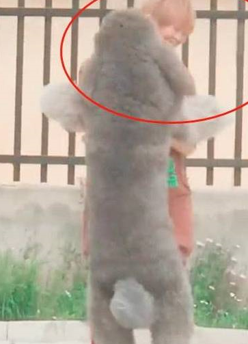 因未及时放柴犬出笼尿尿,柴犬接下来的举动令铲屎官哭笑不得 因未及时放柴犬出笼尿尿,柴犬接下来的举动令铲屎官哭笑不得