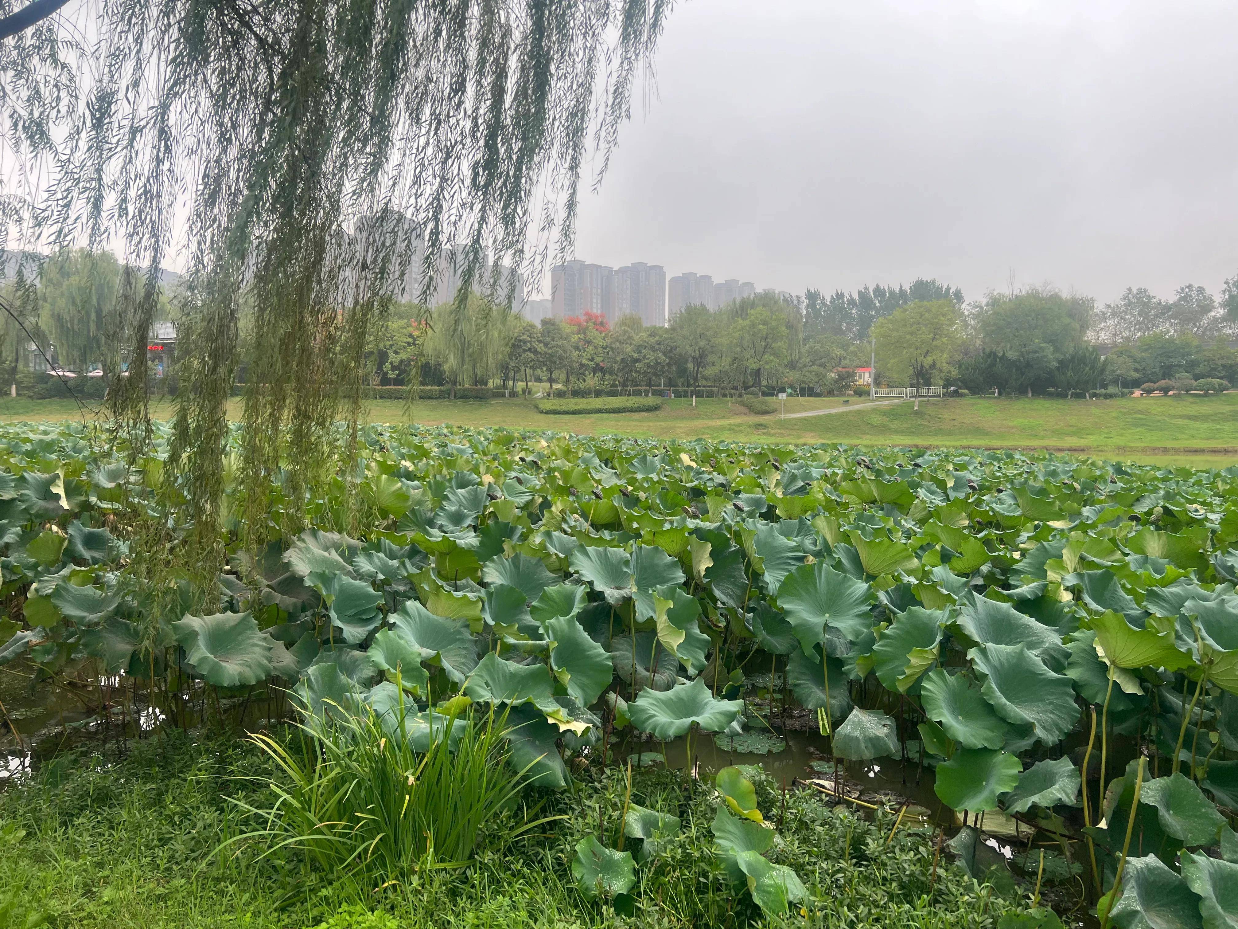 浐灞桃花潭公园图片