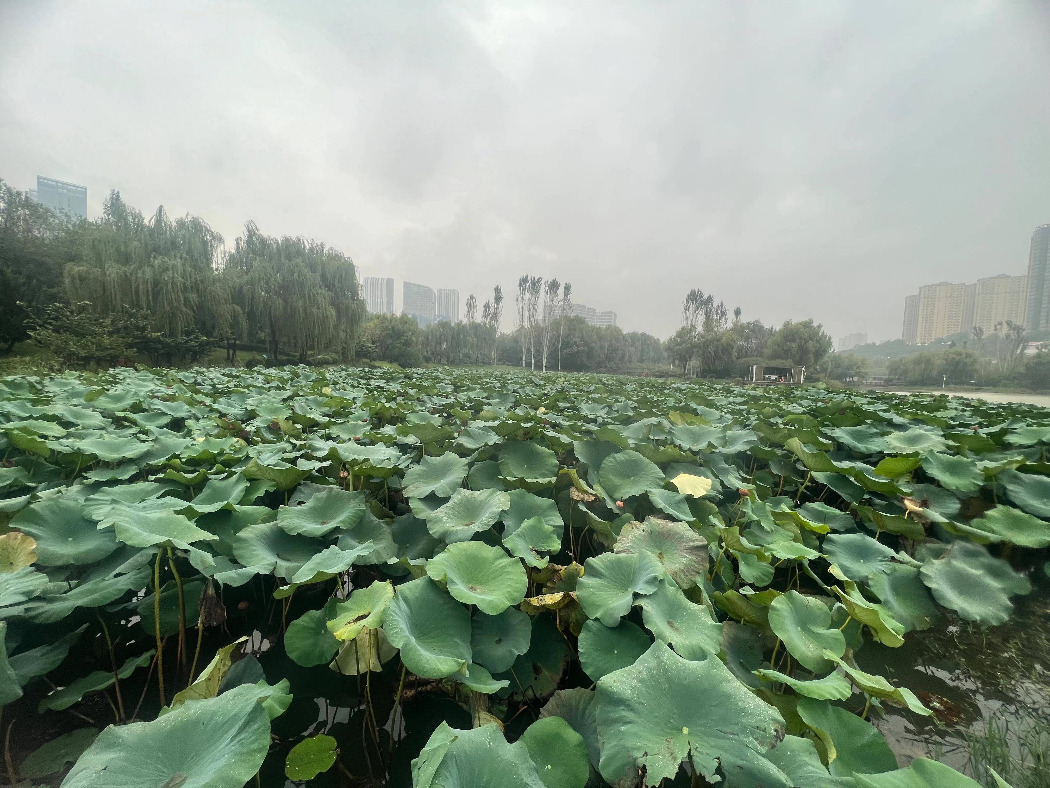 浐灞桃花潭公园图片