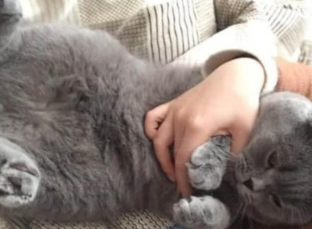 女主人离家2个月未归,再见面时蓝猫一边咬她一边流泪 女主人离家2个月未归,再见面时蓝猫一边咬她一边流泪
