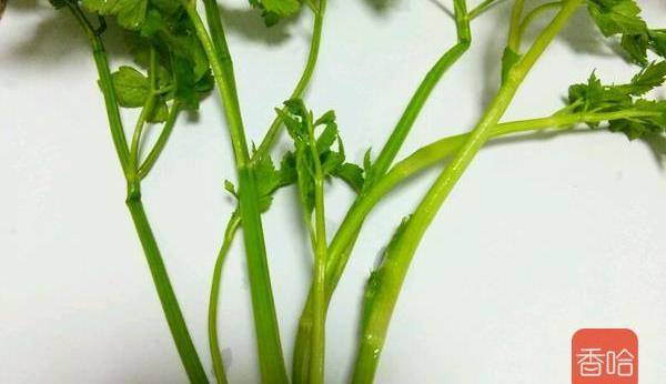 水芹菜过水,水滚放水芹菜入锅6.水滚煮两分钟即可7.