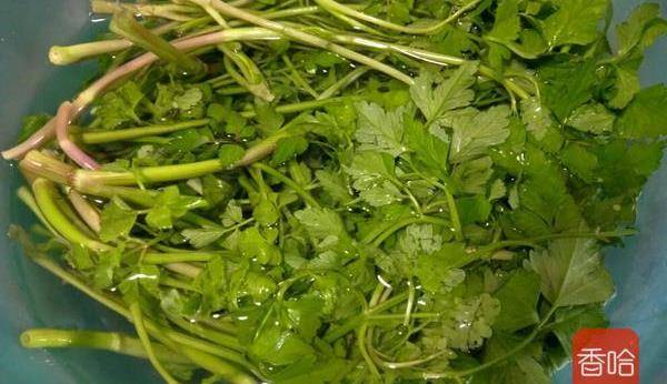 水芹菜过水,水滚放水芹菜入锅6.水滚煮两分钟即可7.