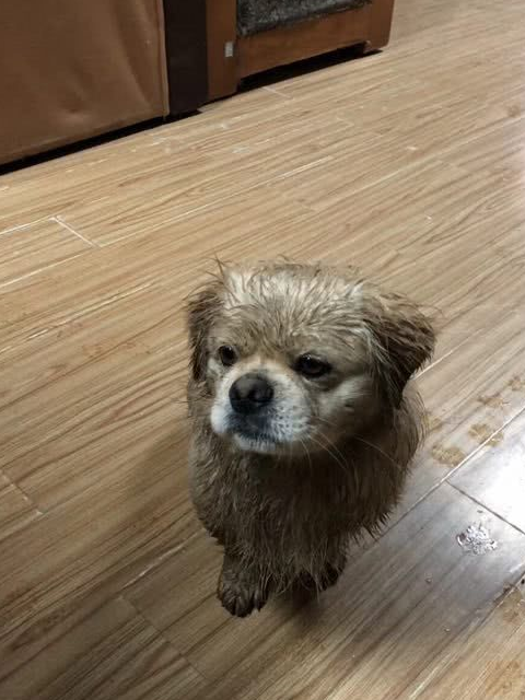 莫高窟真正的“守护者”,萌犬乐乐翻身成“网红” 莫高窟真正的“守护者”,萌犬乐乐翻身成“网红”
