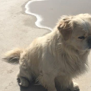 莫高窟真正的“守护者”,萌犬乐乐翻身成“网红” 莫高窟真正的“守护者”,萌犬乐乐翻身成“网红”
