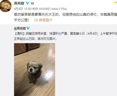 莫高窟真正的“守护者”,萌犬乐乐翻身成“网红” 莫高窟真正的“守护者”,萌犬乐乐翻身成“网红”
